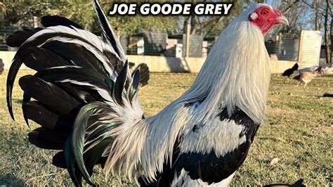 joe goode grey
